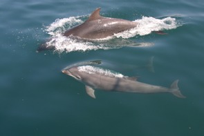 Bottlenose dolphins